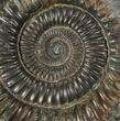 Dactylioceras Ammonite Fossil - England #100466-1